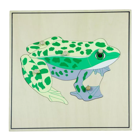 Puzzle csontvázzal - béka
