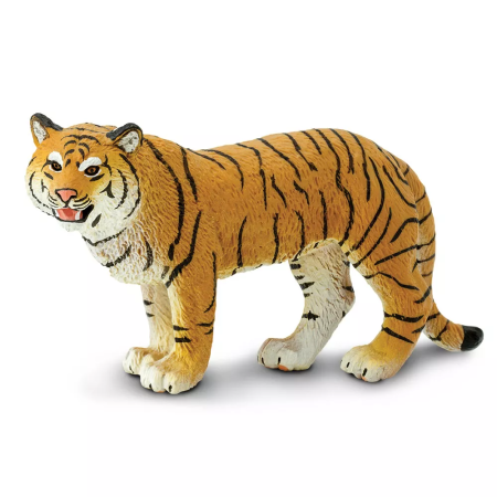 Bengáli tigris nőstény