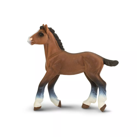 Clydesdale csikó