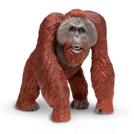 Borneói orangután