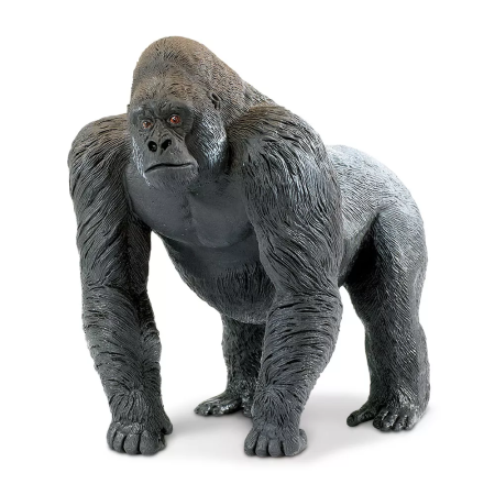 Ezüsthátú gorilla hím
