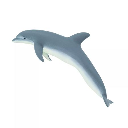 Palackorrú delfin