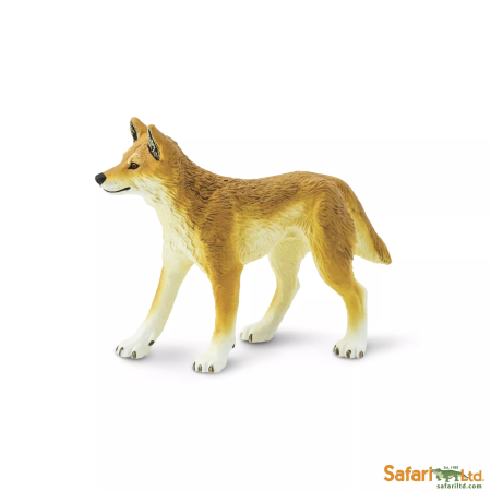 Dingo