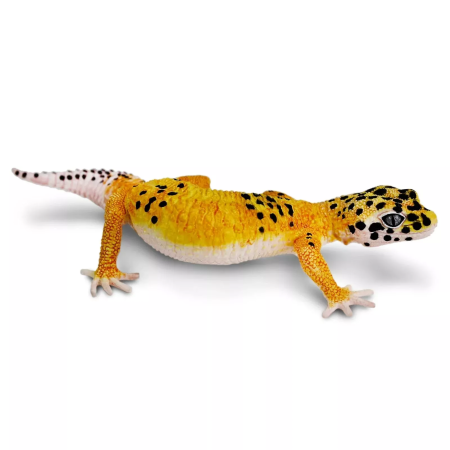 Safari Ltd. Figura - Éjjeli gekkó
