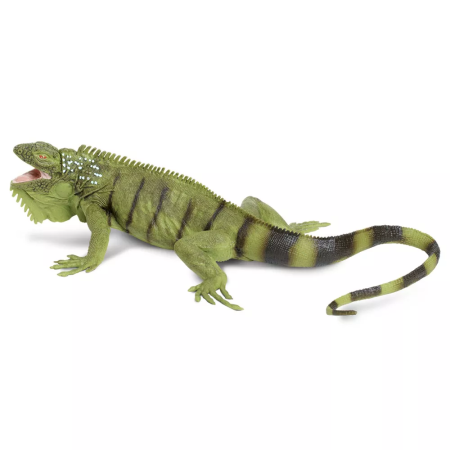 Zöld leguán
