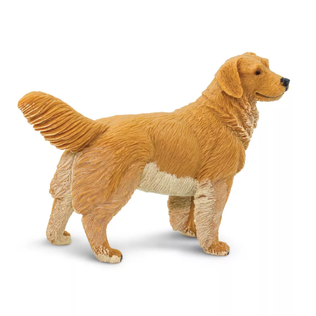 Arany retriever