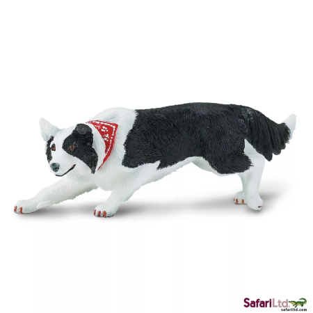 Border collie