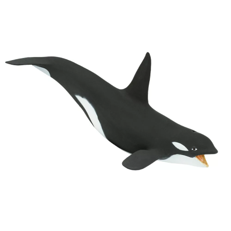 Kardszárnyú delfin