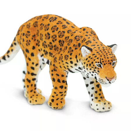 Jaguár