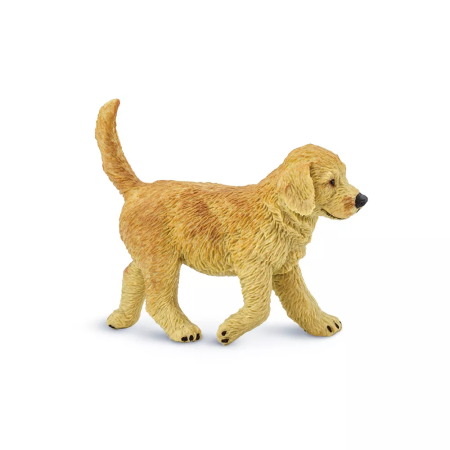 Arany retriever kölyök