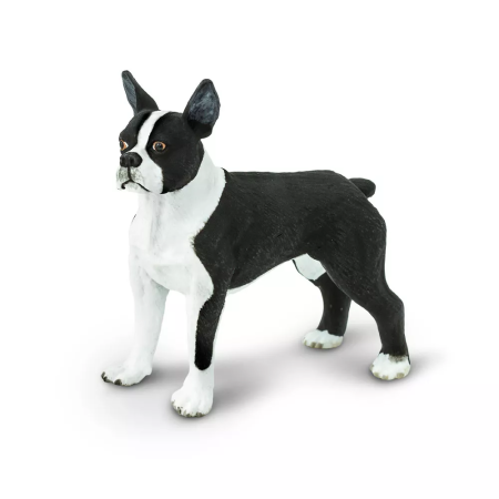 Boston terrier
