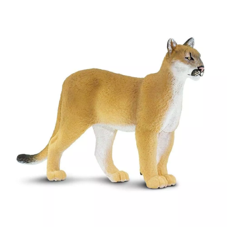 Figura - Floridai puma