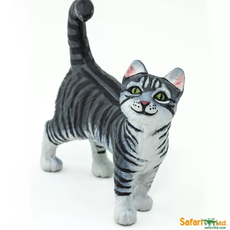 Maine Coon macska