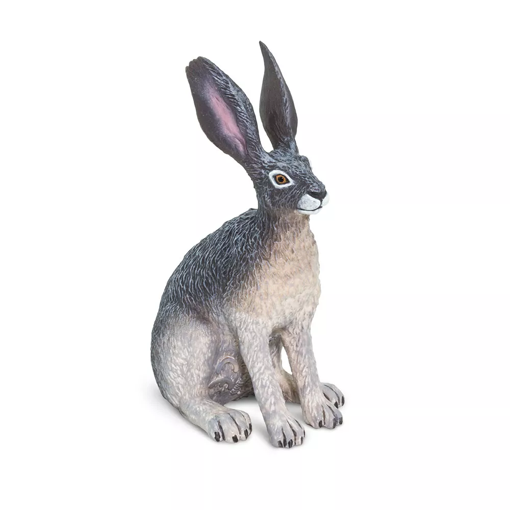 Kaliforniai mezei nyúl