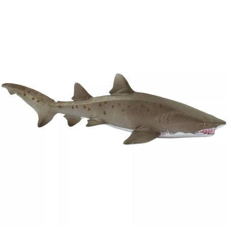 Figura - Homoki tigriscápa
