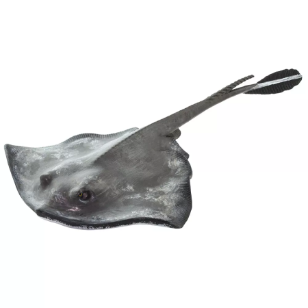 Figura - Rája