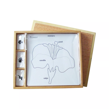Botanikai puzzle-készlethez tartozó tevékenységek (angol nyelvű leírások)