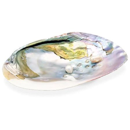 Gyöngy Kagyló 13-17 cm