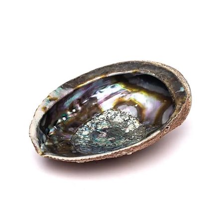 Abalone Kagyló Nagy 15-17 cm