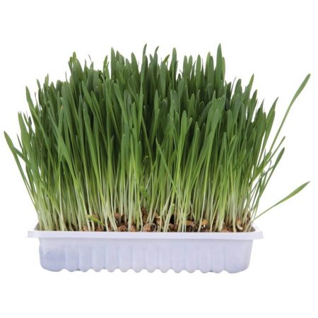 Trixie Macskafű Dobozos 100 g