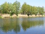 (37.) haldorado10.jpg