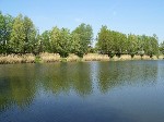 (29.) haldorado18.jpg