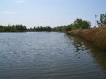 (14.) haldorado31.jpg